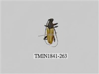 藏品(菲律賓產昆蟲)的圖片